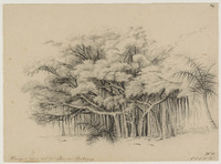 BB+ 040
<br/>
Waringinboom uit het paleis van Buitenzorg
<br/>
<em>Koning, Elisabeth Johanna (1816-1887)</em>